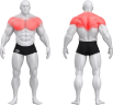 gym80_0007_obere_ex_schulter_u_rueckenmuskulatur_brustmuskulatur-1024x953.png